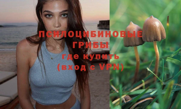 ГАЛЛЮЦИНОГЕННЫЕ ГРИБЫ Новозыбков